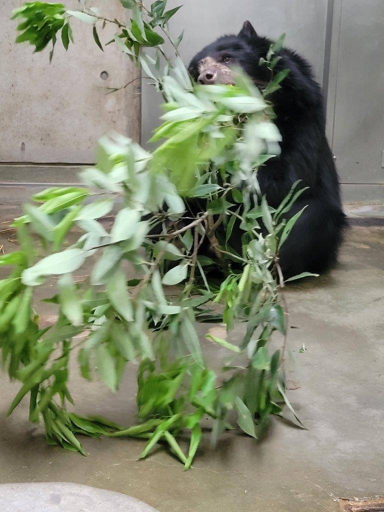カシの葉を食す美雪④