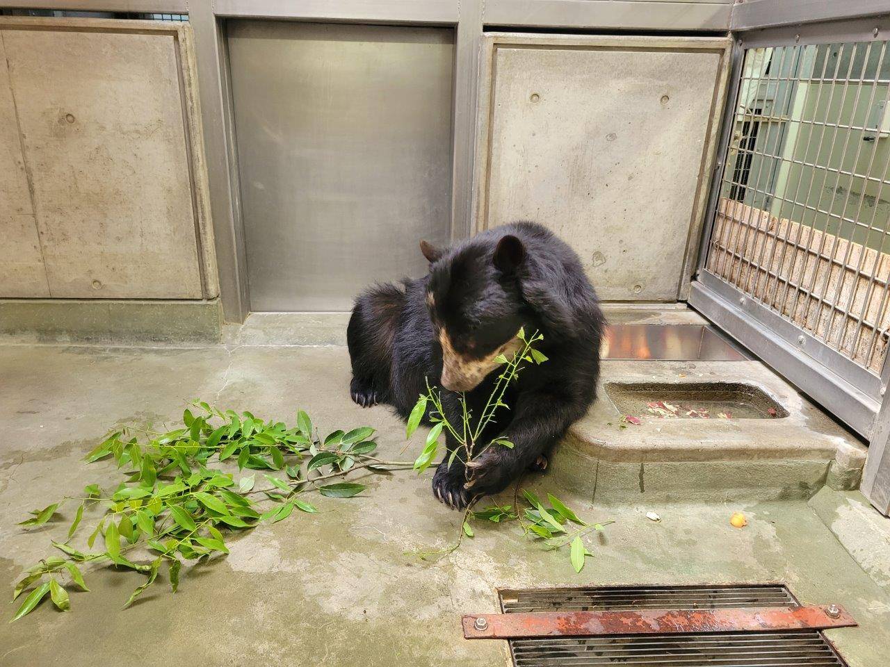 カシの葉を食す美雨④