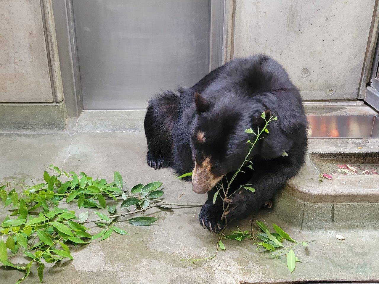 カシの葉を食す美雨⑤