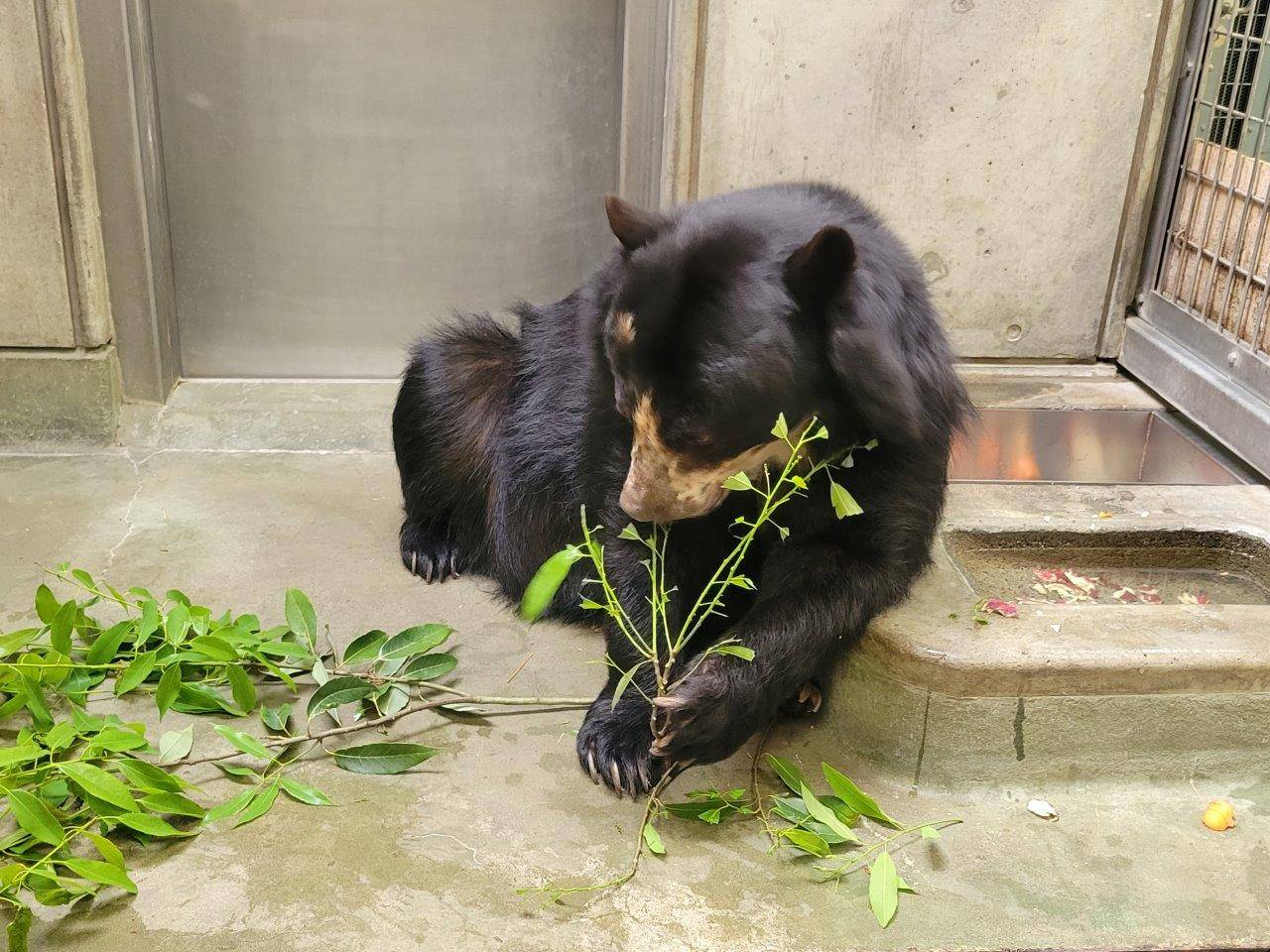 カシの葉を食す美雨⑥