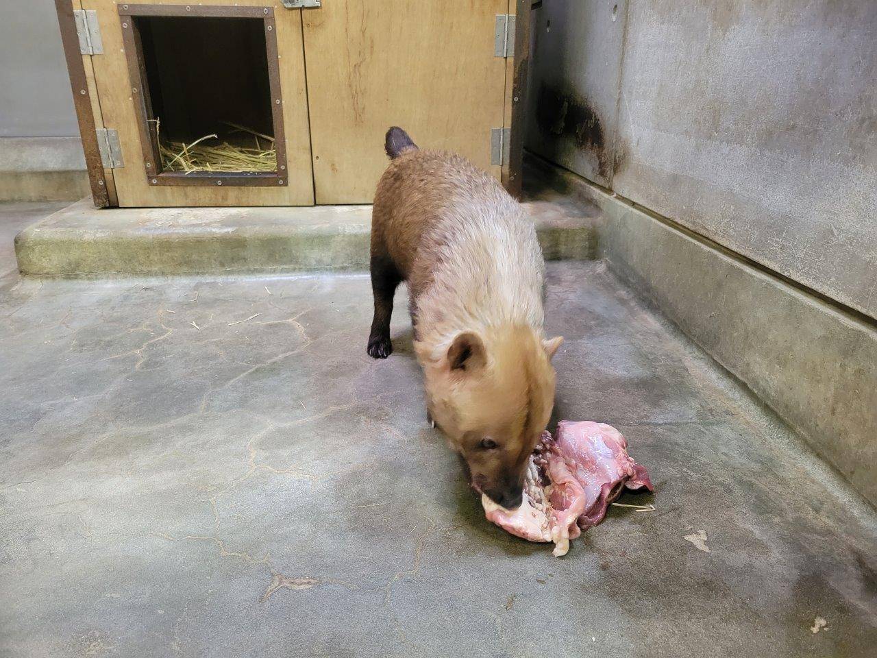 鶏ガラを食べるスマイラー①