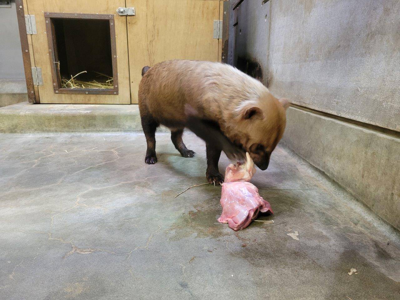 鶏ガラを食べるスマイラー②