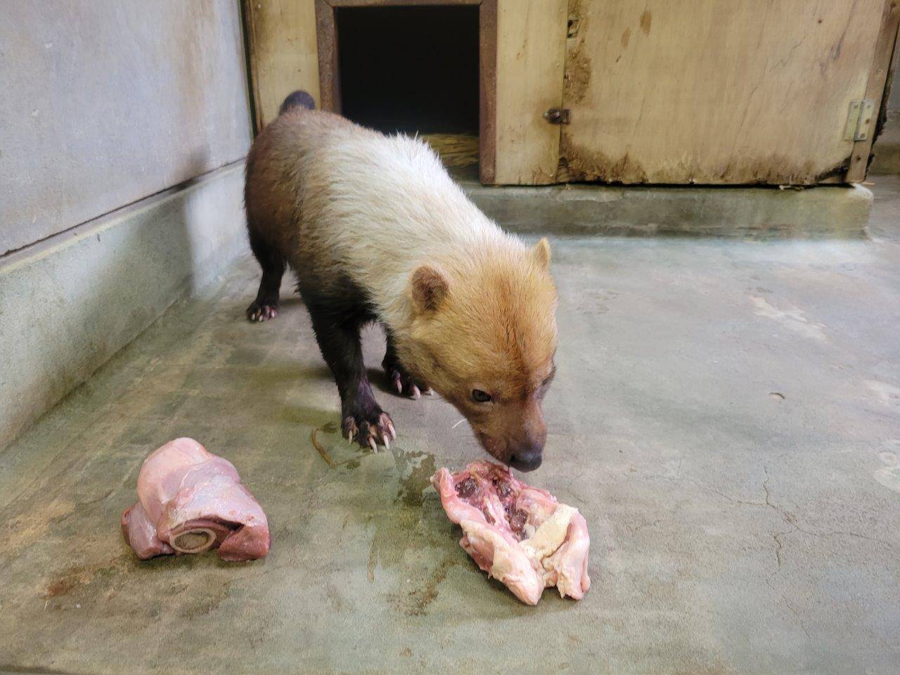 鶏ガラを食べようとするパパマル