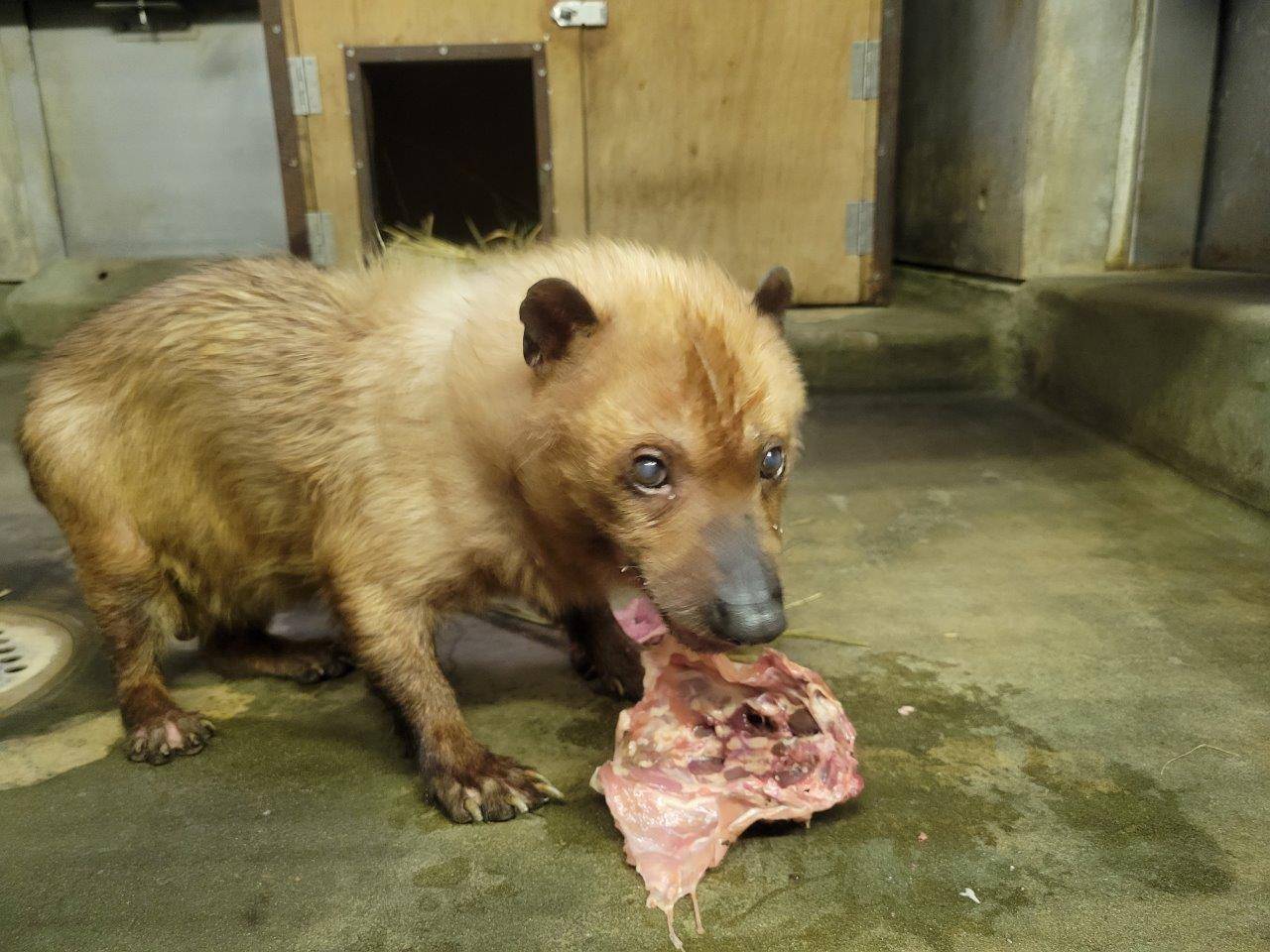 鶏ガラを食べるフキ①