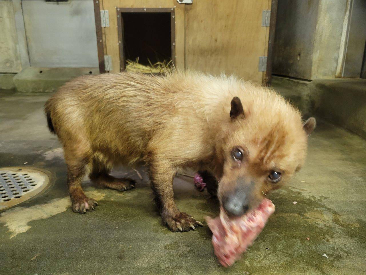 鶏ガラを食べるフキ②