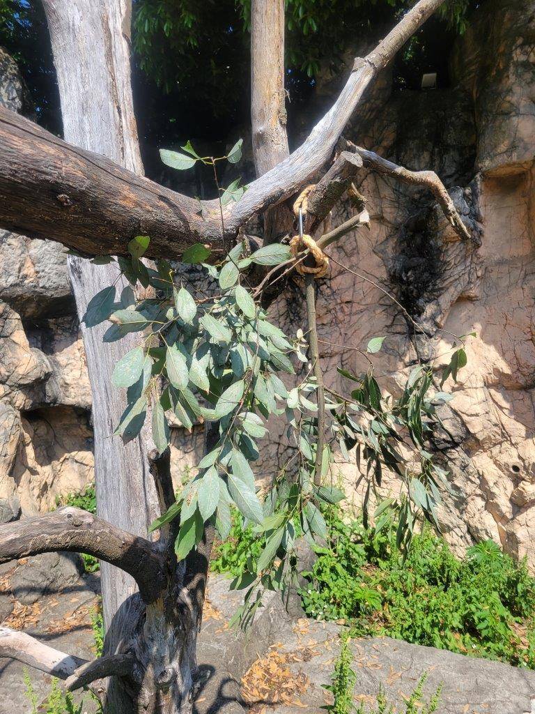 擬木の高い位置に吊るされたカシの葉