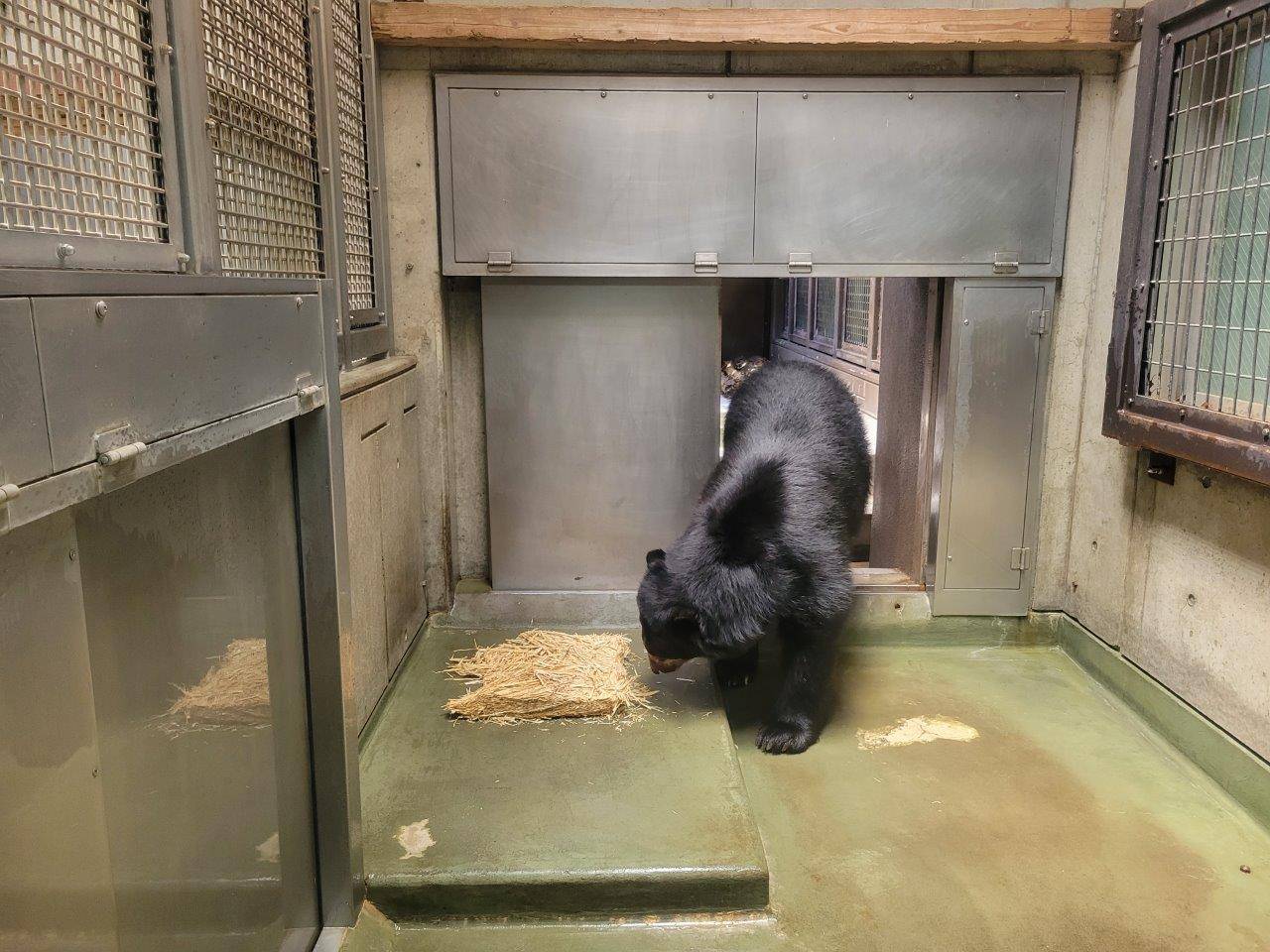 麦藁を気にするルイス