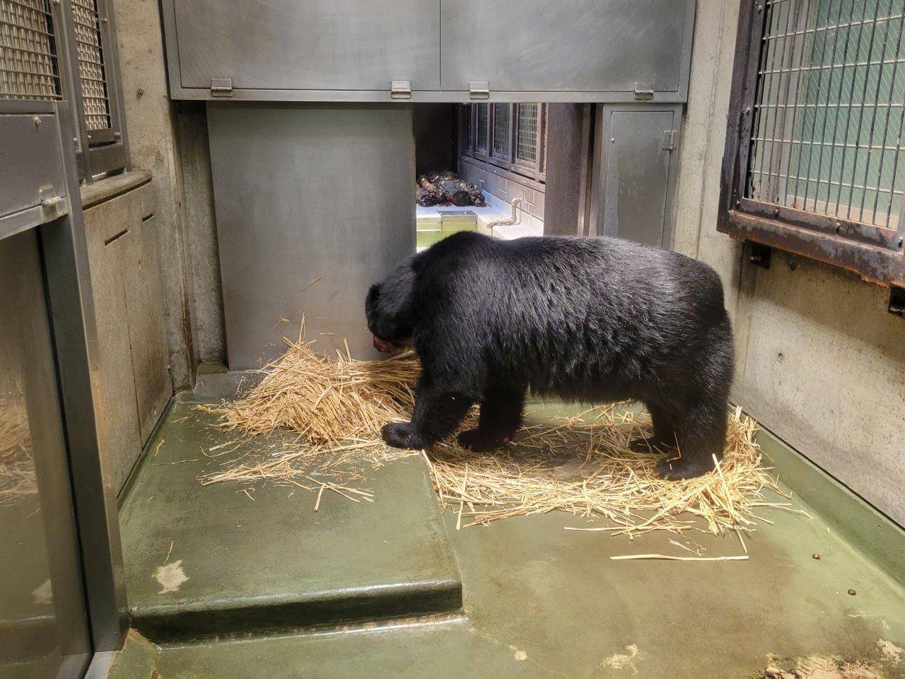 麦藁をほぐすルイス①