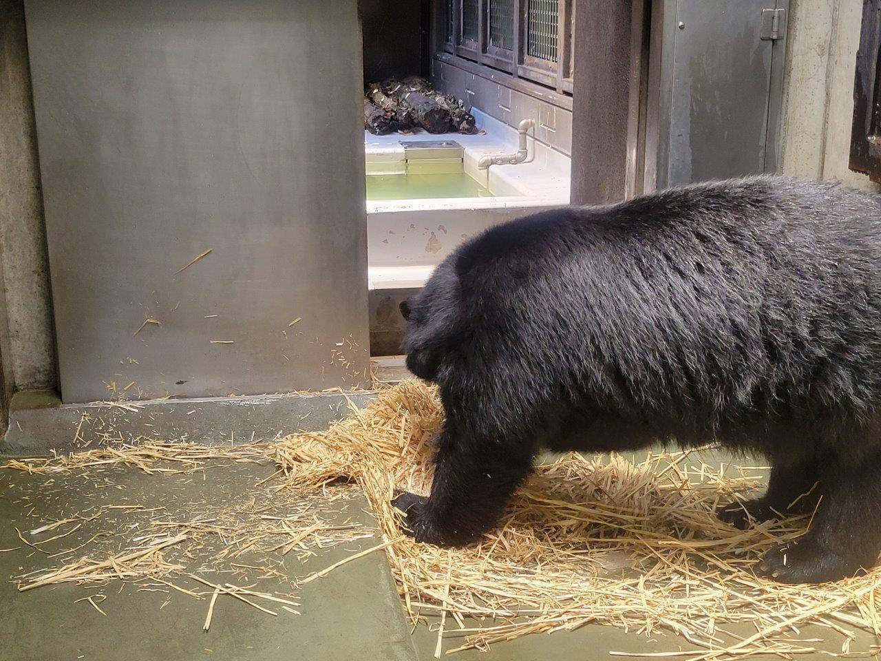 麦藁をほぐすルイス②