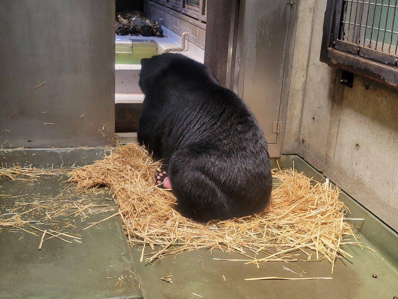 早速、ほぐした麦藁上で休むルイス①