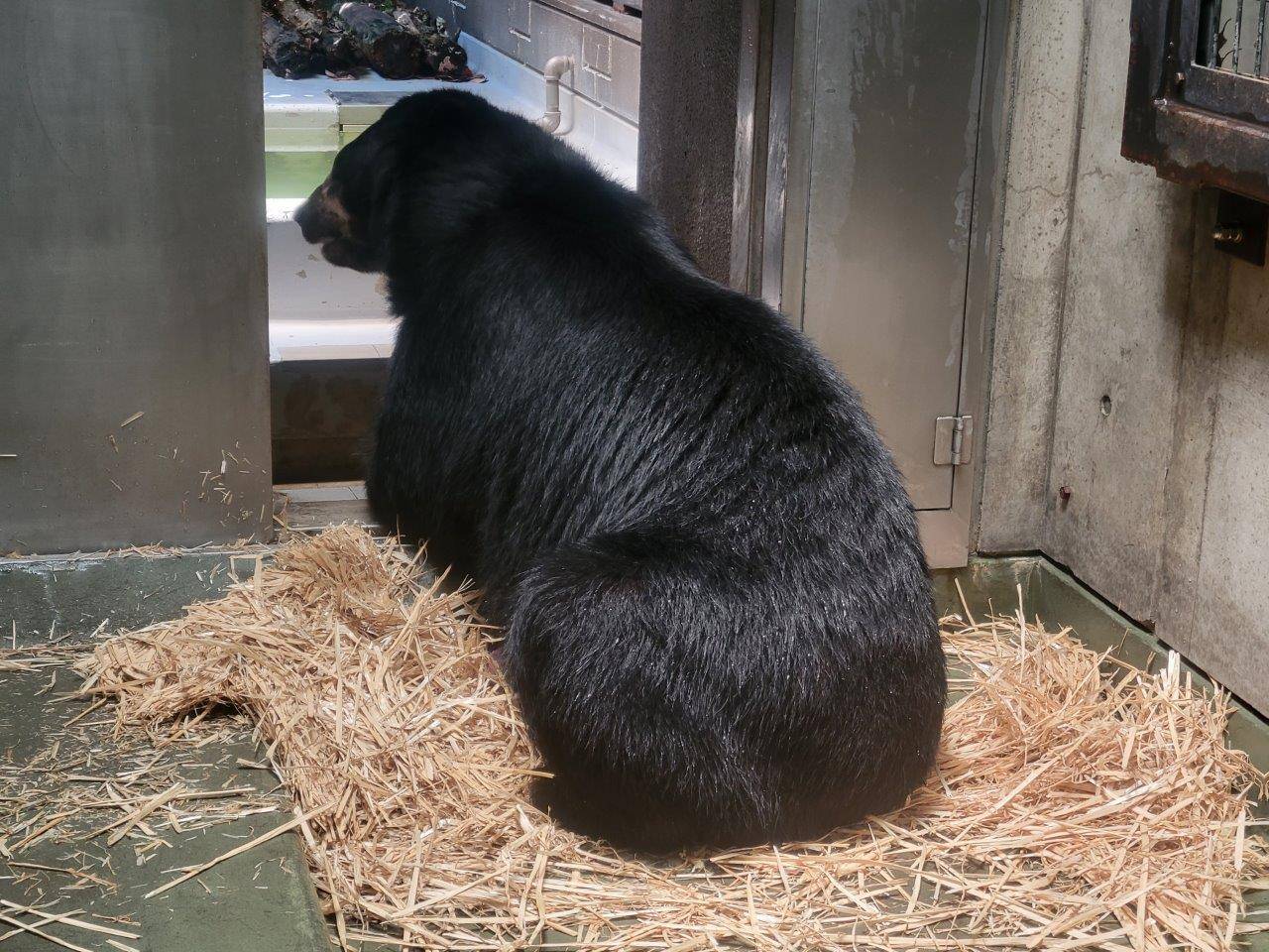 早速、ほぐした麦藁上で休むルイス②