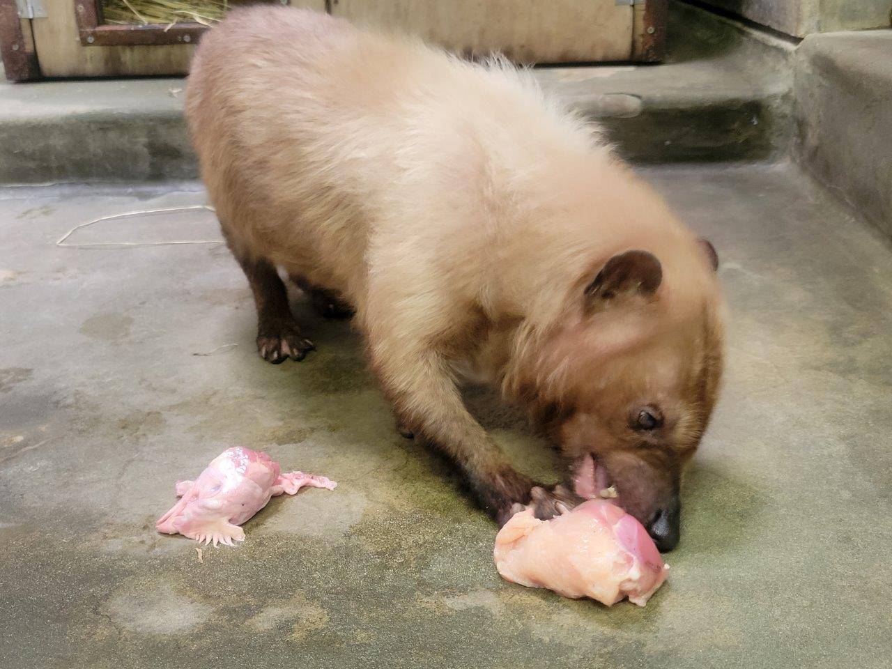 大きな鶏肉の塊を食べるフキ①