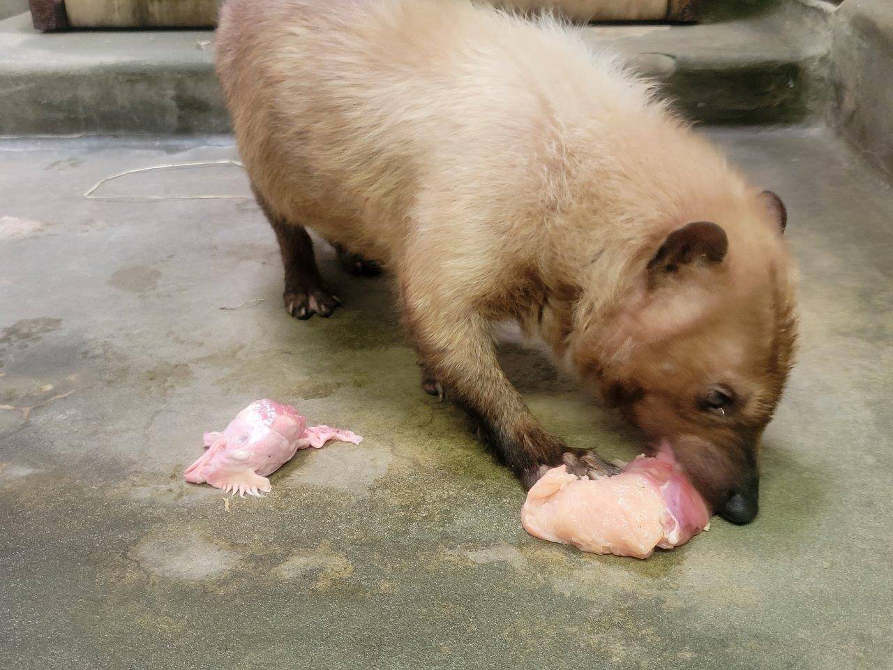 大きな鶏肉の塊を食べるフキ②