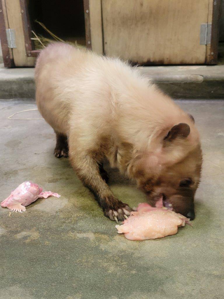 大きな鶏肉の塊を食べるフキ③