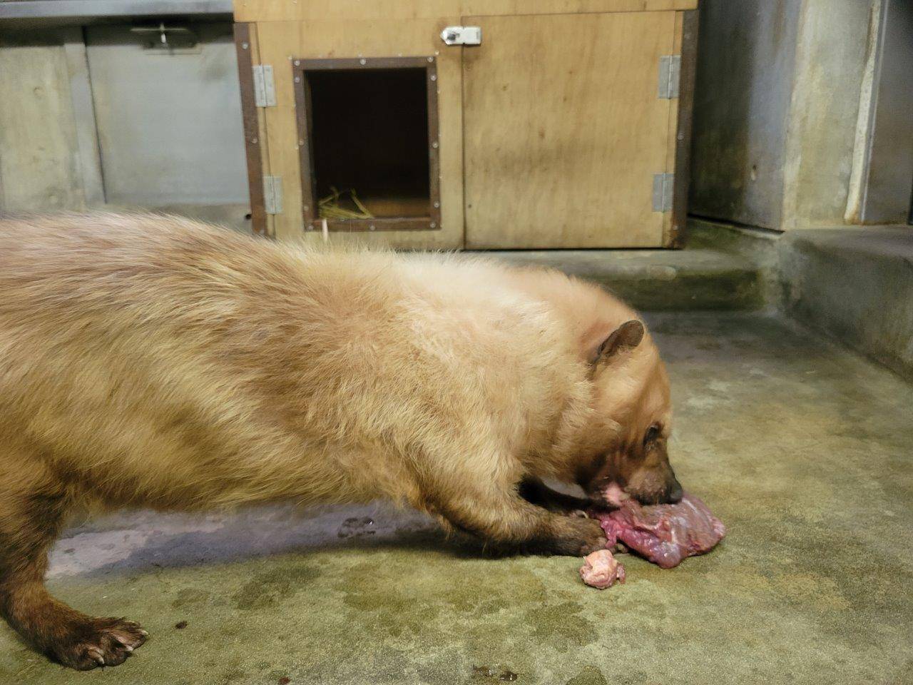 大きな馬肉の塊を食べるフキ①