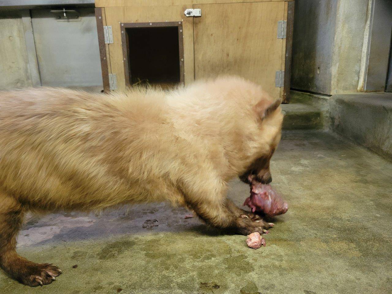 大きな馬肉の塊を食べるフキ②