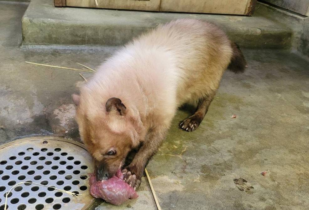 大きな馬肉の塊を食べるフキ③