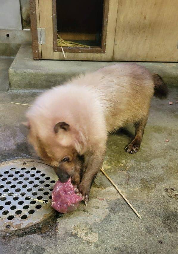 大きな馬肉の塊を食べるフキ④