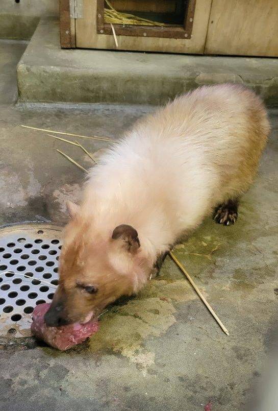 大きな馬肉の塊を食べるフキ⑤