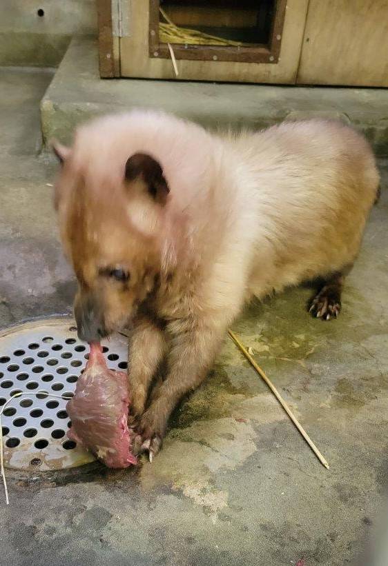 大きな馬肉の塊を食べるフキ⑥