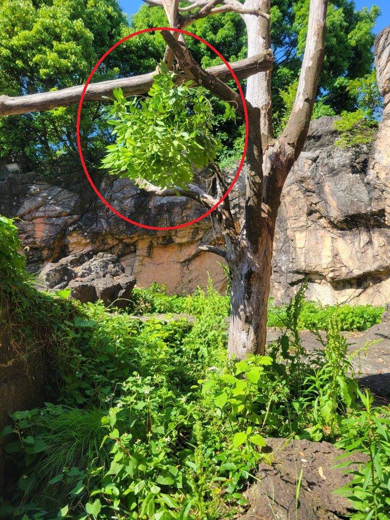 カシの葉をロープで吊るした状態