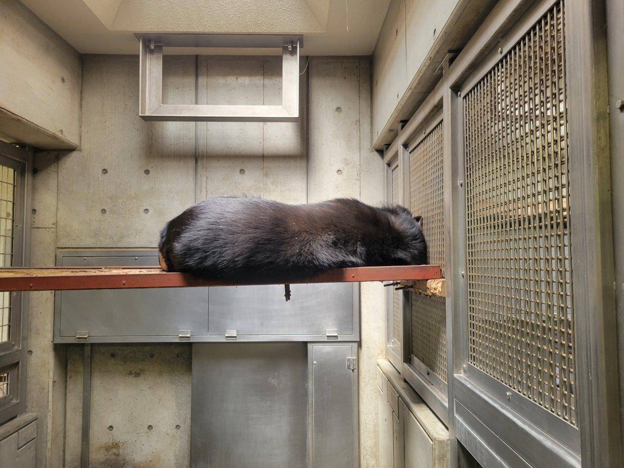 寝室内の寝台上で寝ている美雨