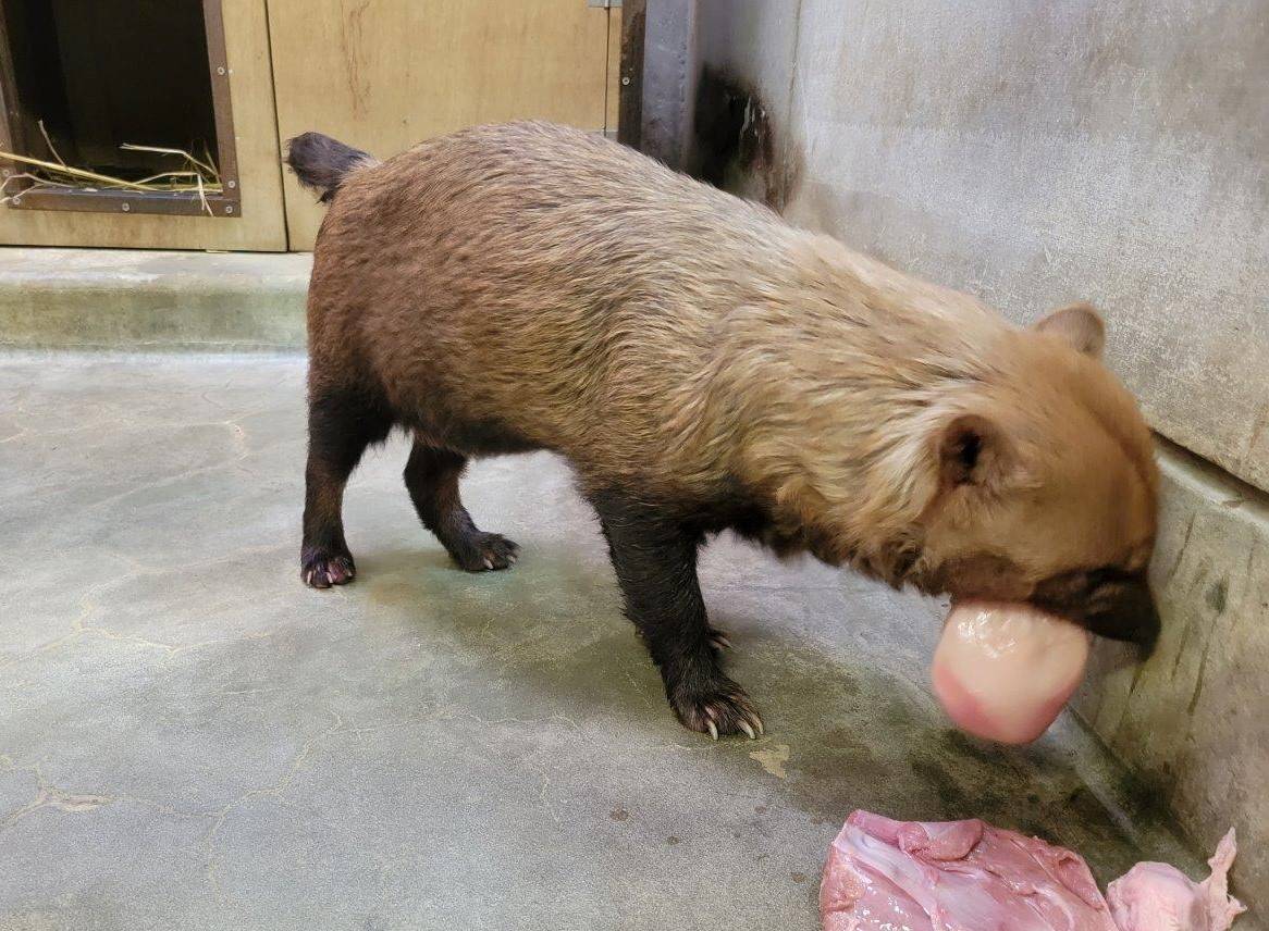 大きな鶏肉の塊を食べるスマイラー①