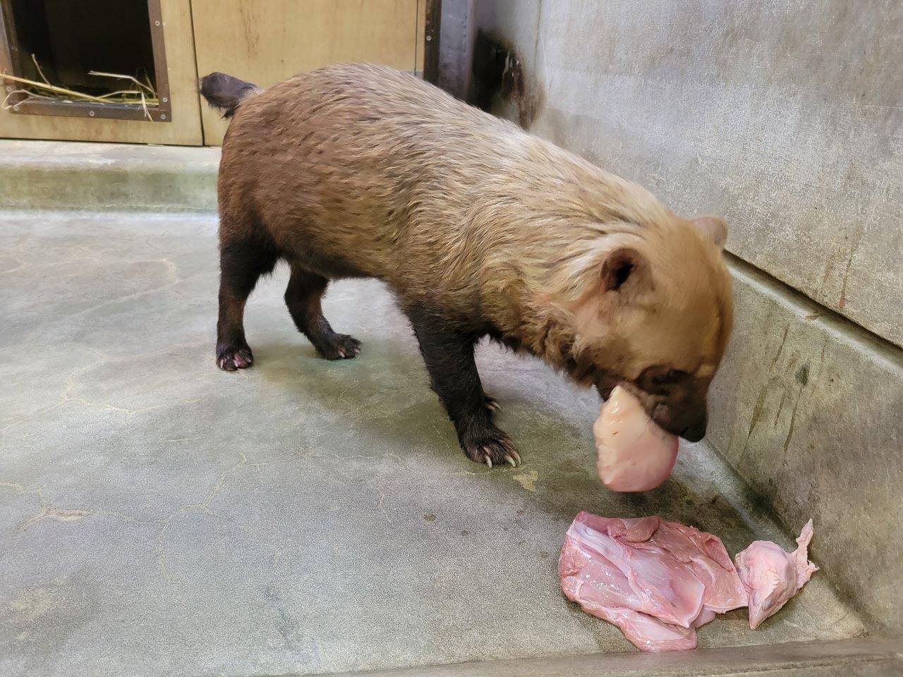 大きな鶏肉の塊を食べるスマイラー②