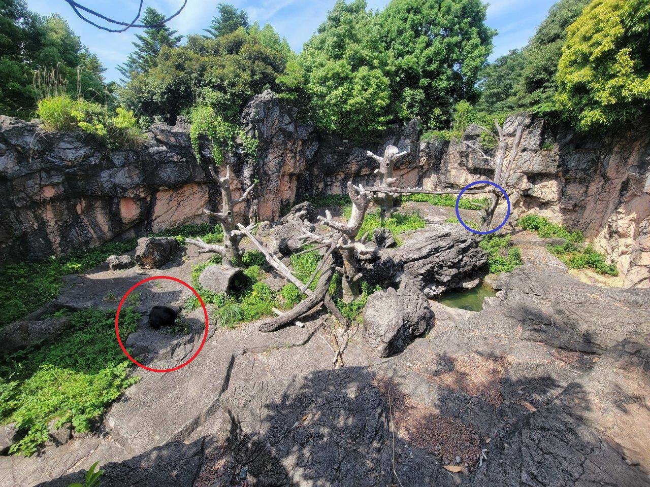 カシの枝を取り外し、別の場所で食べ始めた美雨