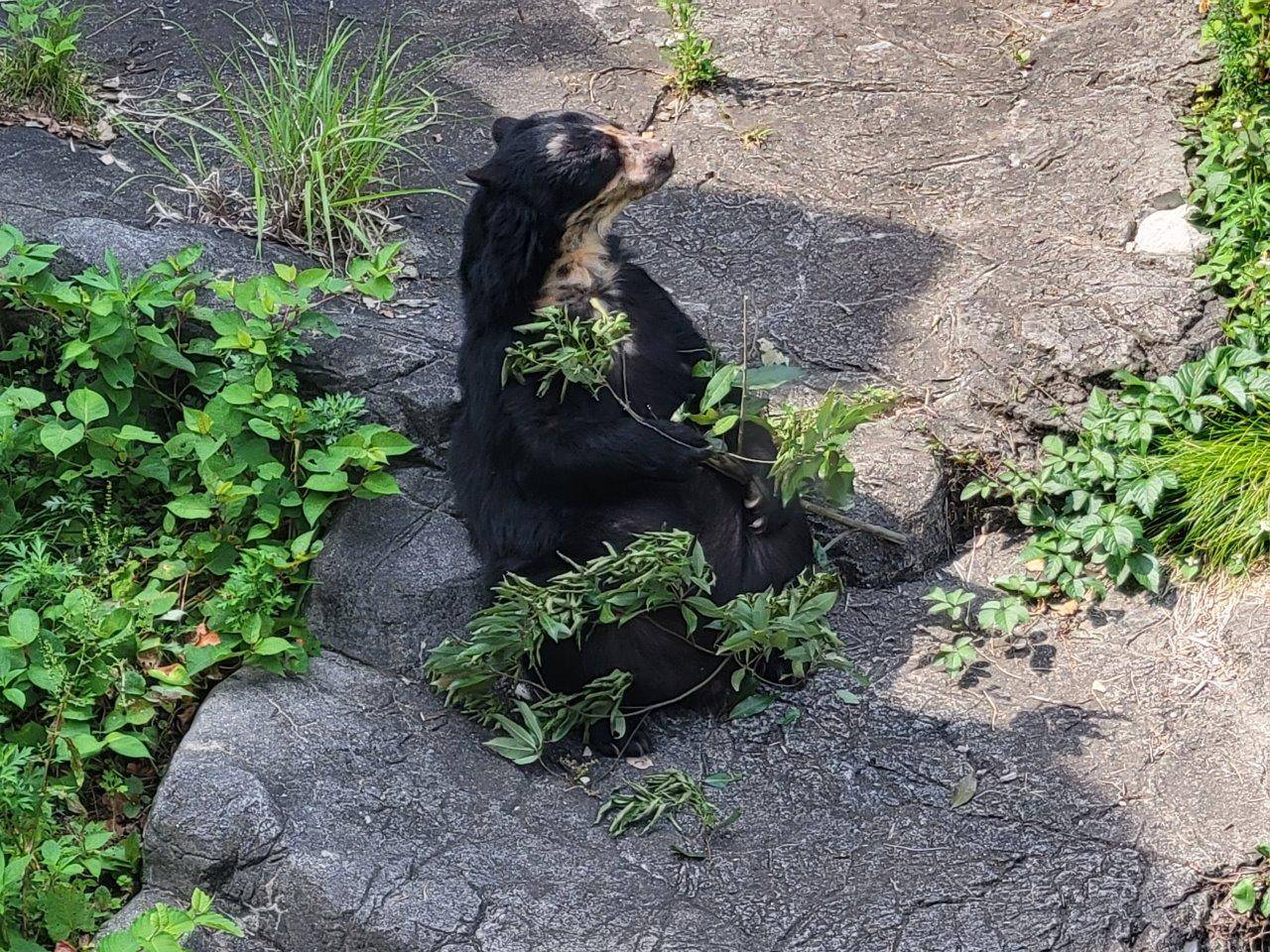 カシの葉を食す美雨①