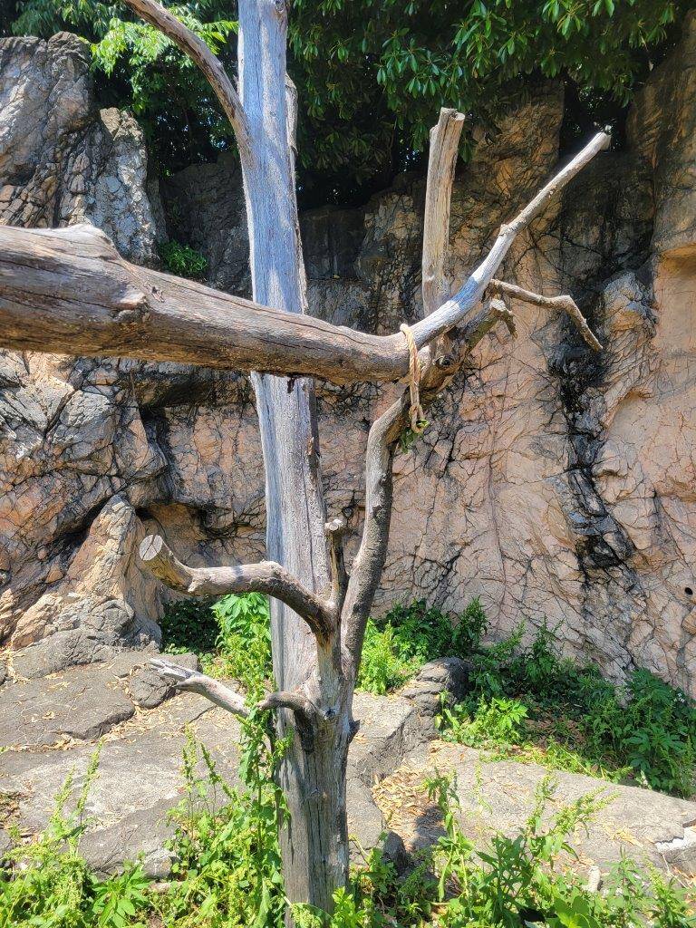 吊るしたロープだけが残った状態