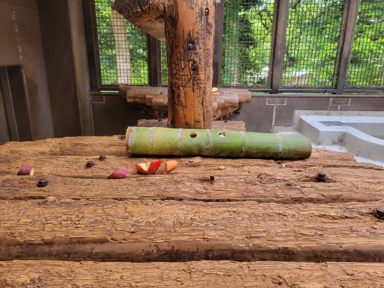 餌と一緒に、寝台上にセットされた竹筒