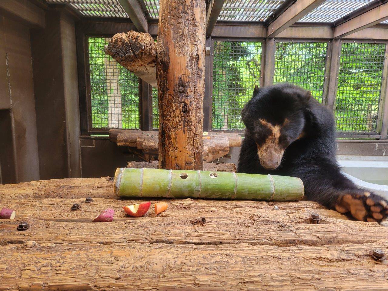 早速、竹筒に興味を示す雪雄