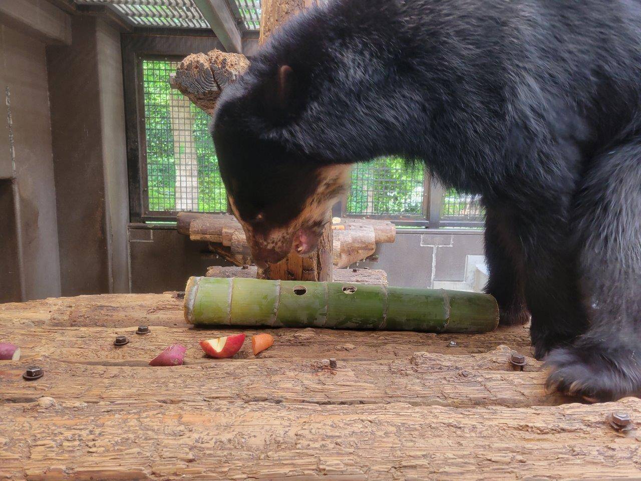 竹筒内のペレットの匂いを確かめる雪雄