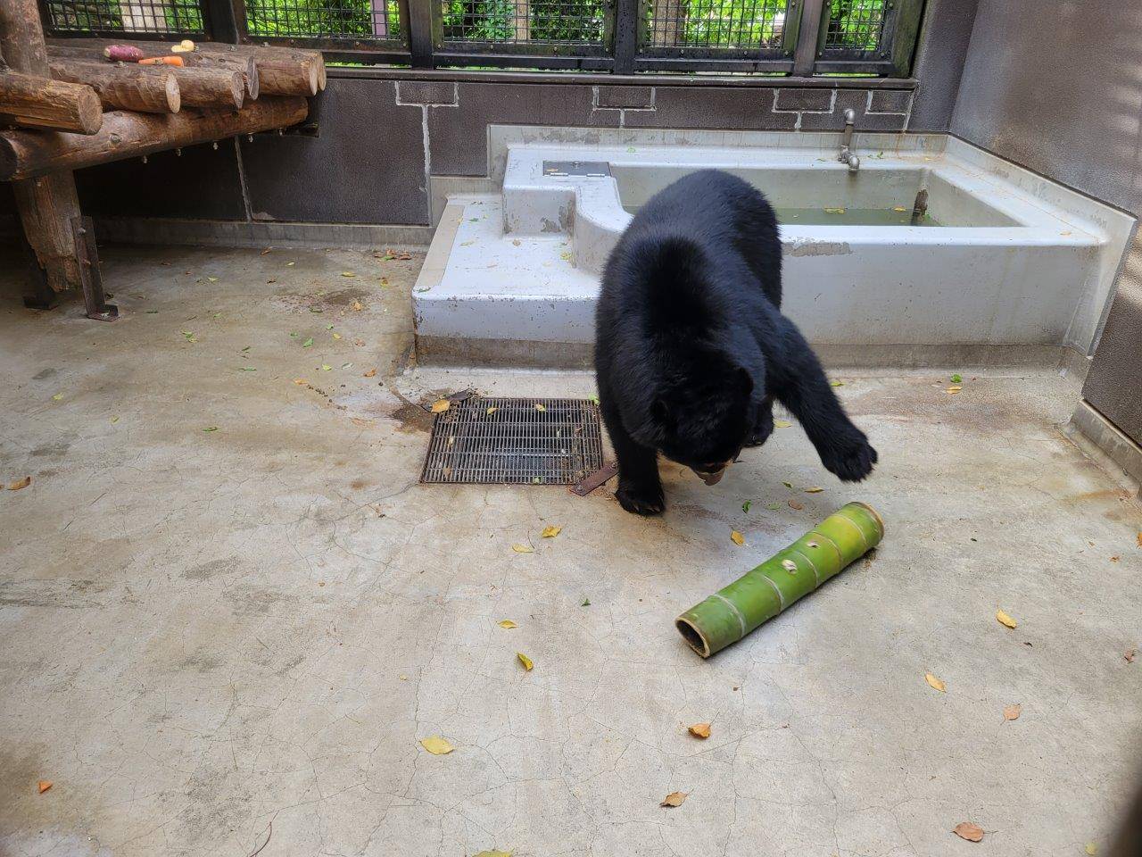前肢を使って、竹筒を転がし中のペレットを出そうとしている雪雄