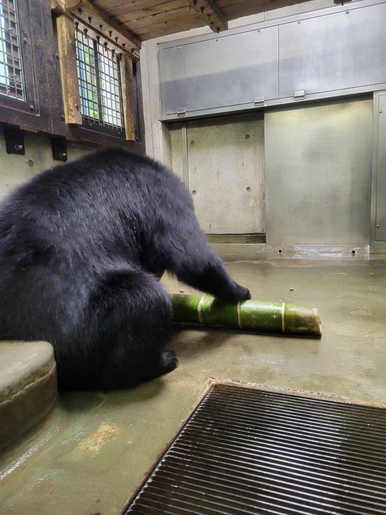 竹筒を前肢で転がす美雪