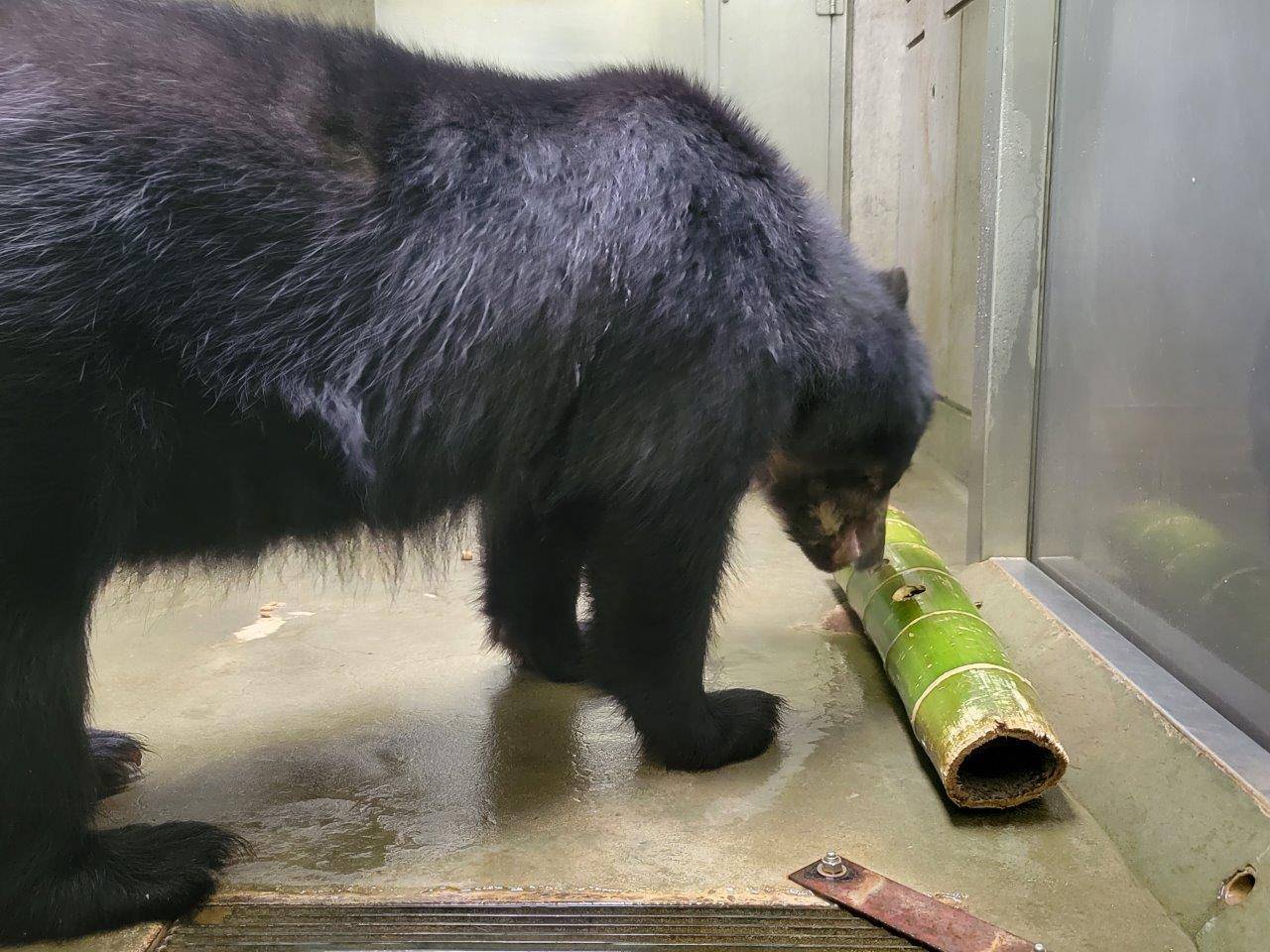 竹筒を転がし、中身を出そうとする美雪
