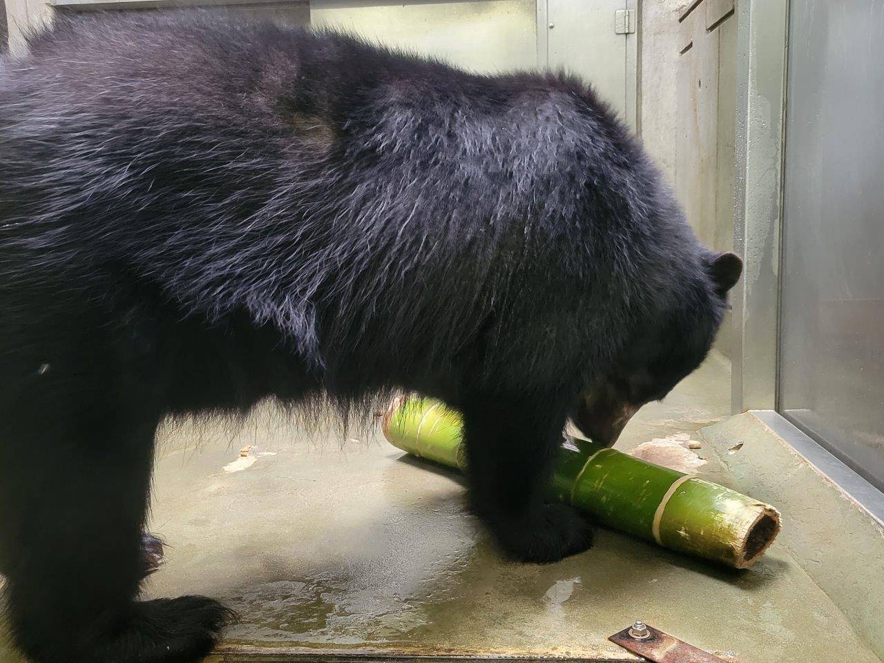 竹筒を転がす美雪