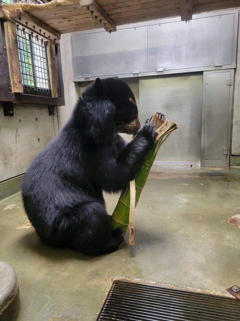 竹筒を破壊する美雪①