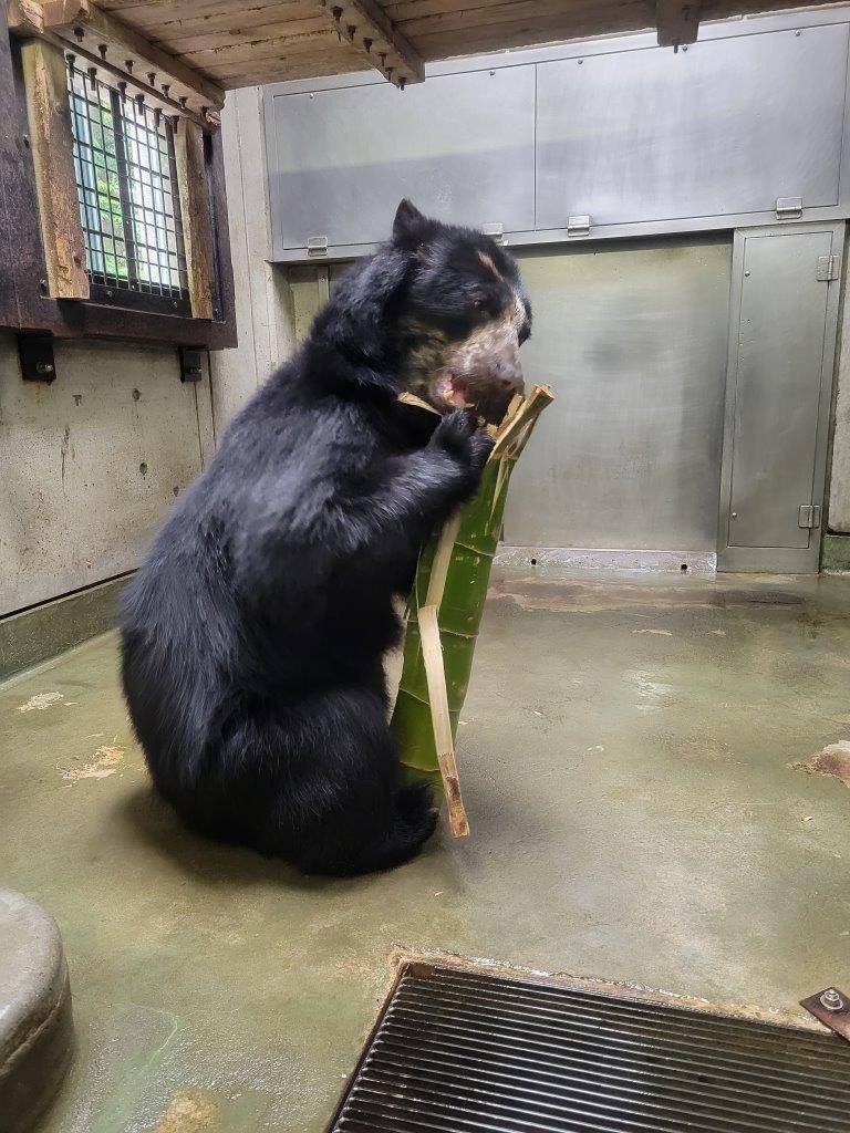 竹筒を破壊する美雪②