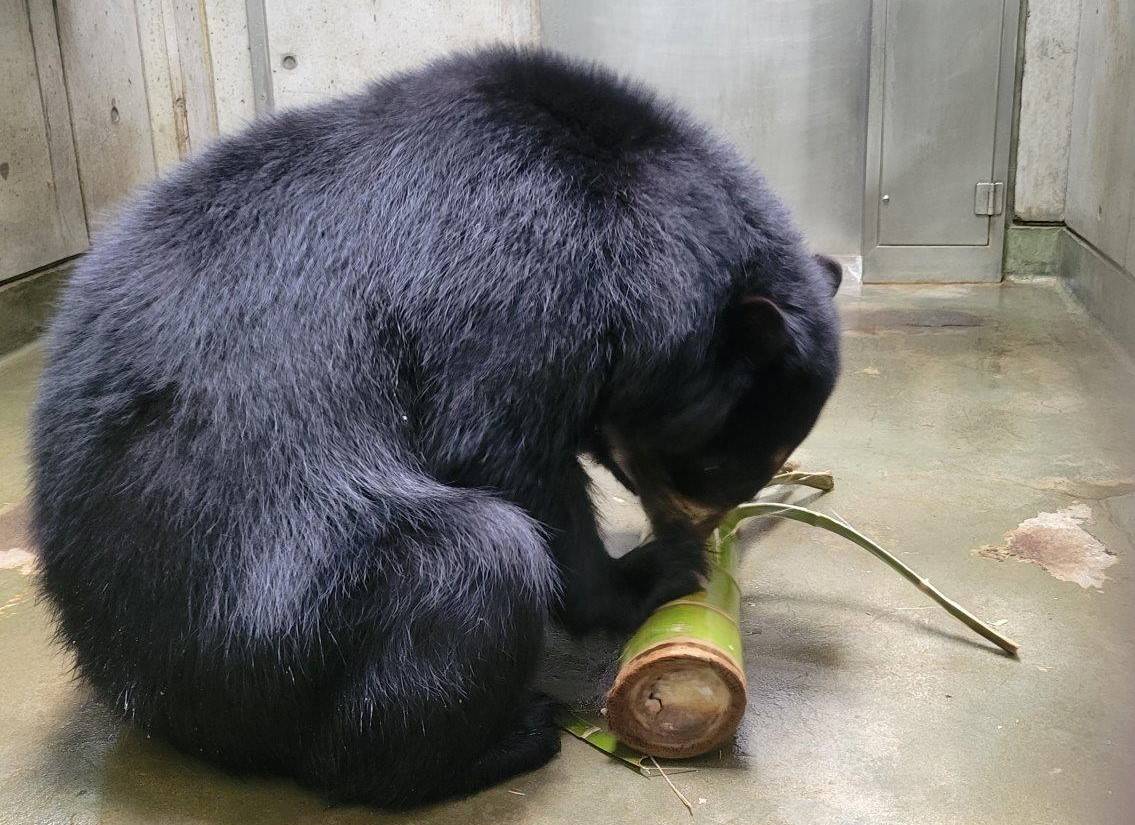 竹筒を破壊する美雪③