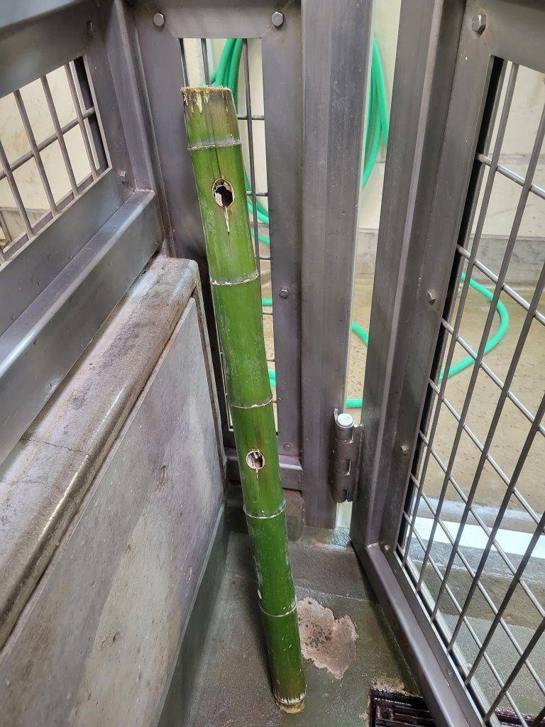 若竹を使用した竹筒フィーダー