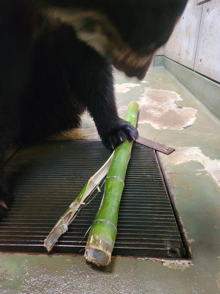 前肢で竹筒を転がす雪雄