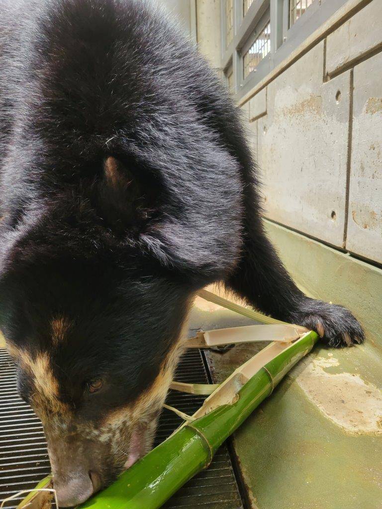 破壊した竹筒からペレットを食べる雪雄①