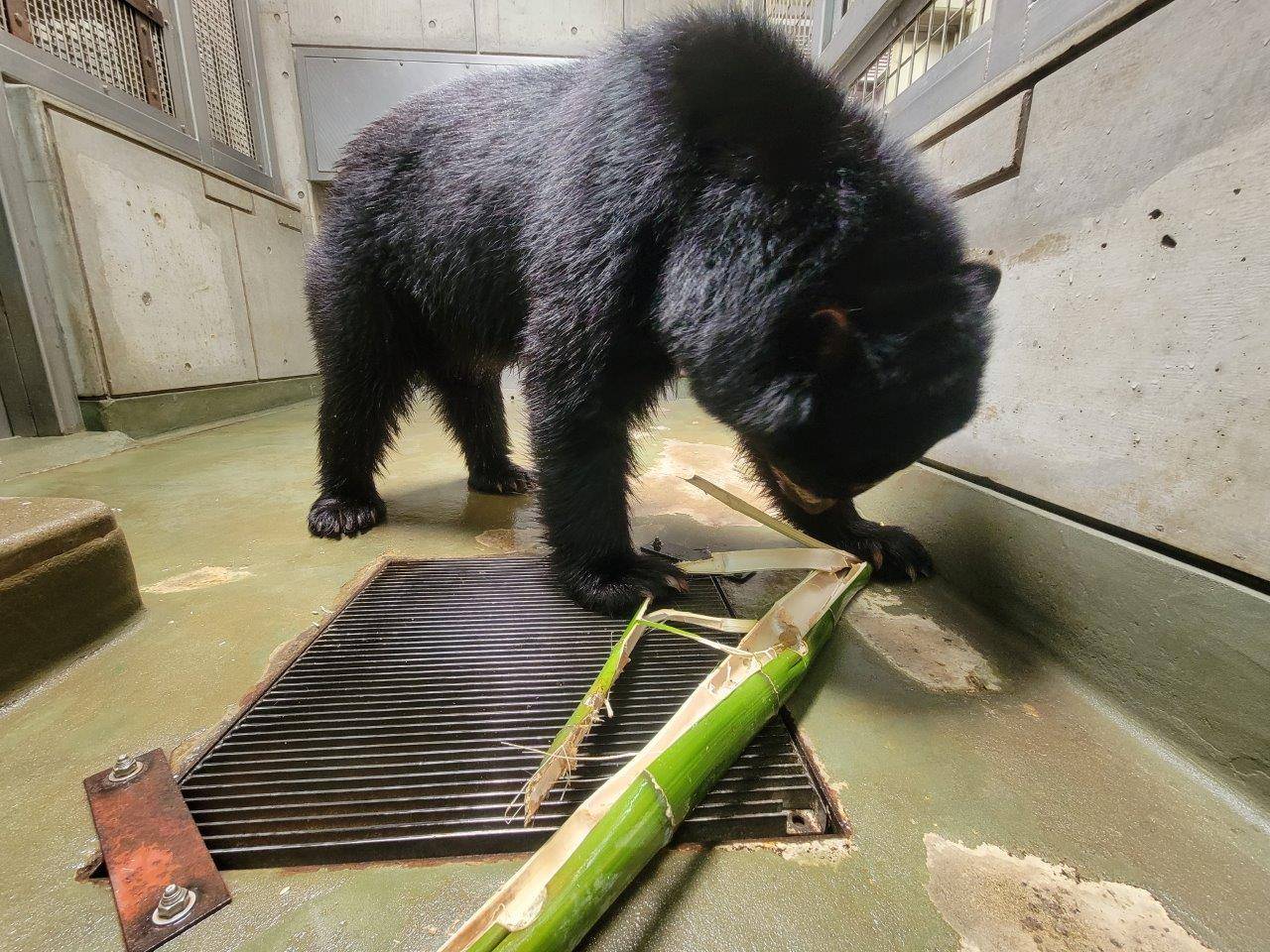 竹筒を破壊する雪雄