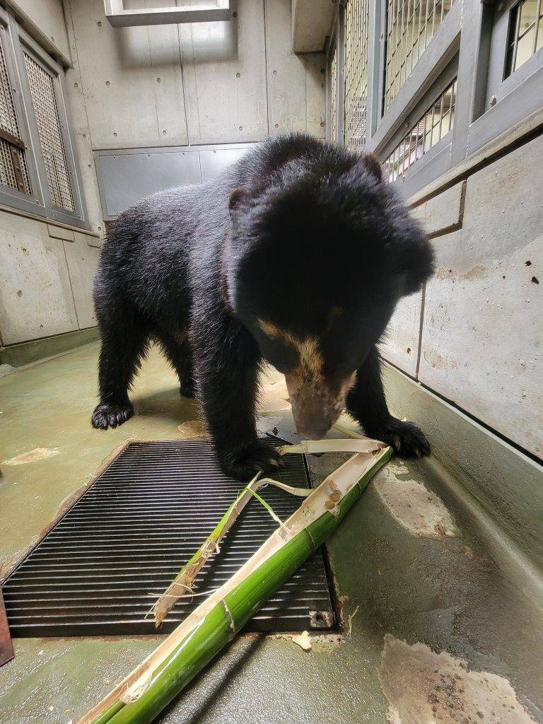 竹筒を破壊する雪雄①