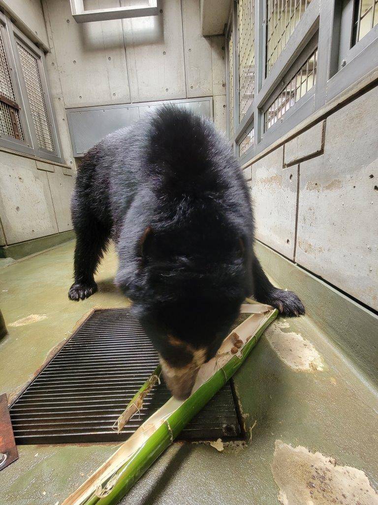 破壊した竹筒からペレットを食べる雪雄②