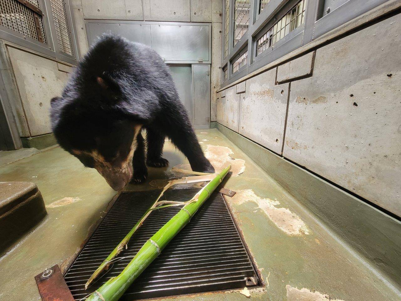 竹筒を破壊する雪雄②