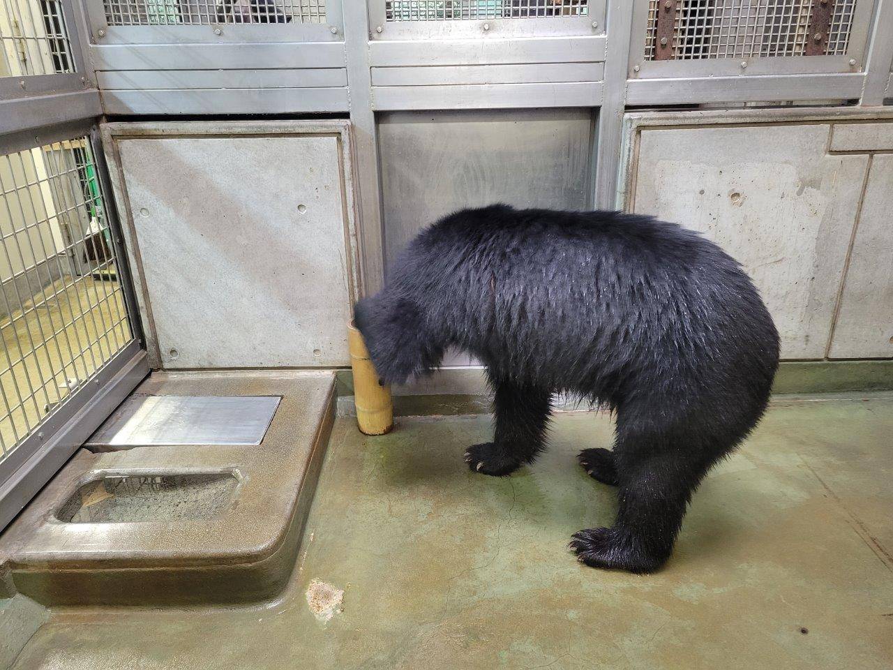 竹筒フィーダーに手をかける雪雄
