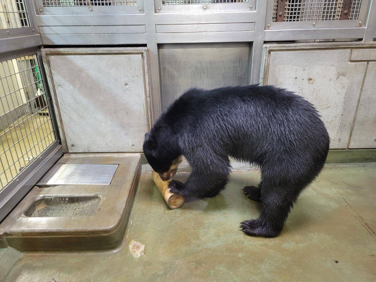 竹筒フィーダーを上手に転がし、中のペレットを出す雪雄④